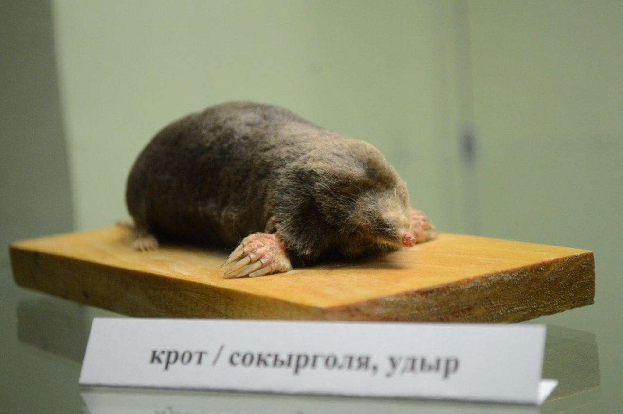 Йошкар-Ола и Чебоксары | 19-20.03.2016. Галерея Фантим