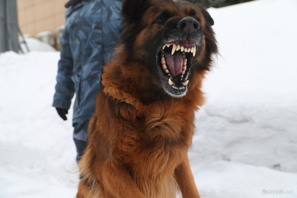 Разное. Конец зимы. Mik25