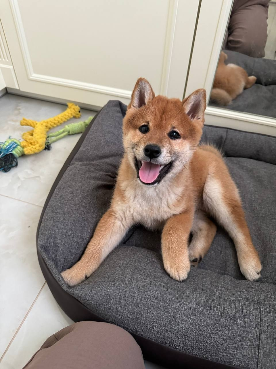 Сиба Rubylight Everest питомник Рубилайт 