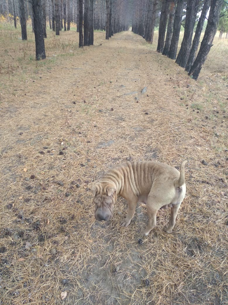 Купить Шарпей Сахалин, Купить Шарпея Сахалин, Купить щенка Шарпей Сахалин, ТОП питомник Шарпеев Сахалин, Питомник Шарпей Сахалин, 