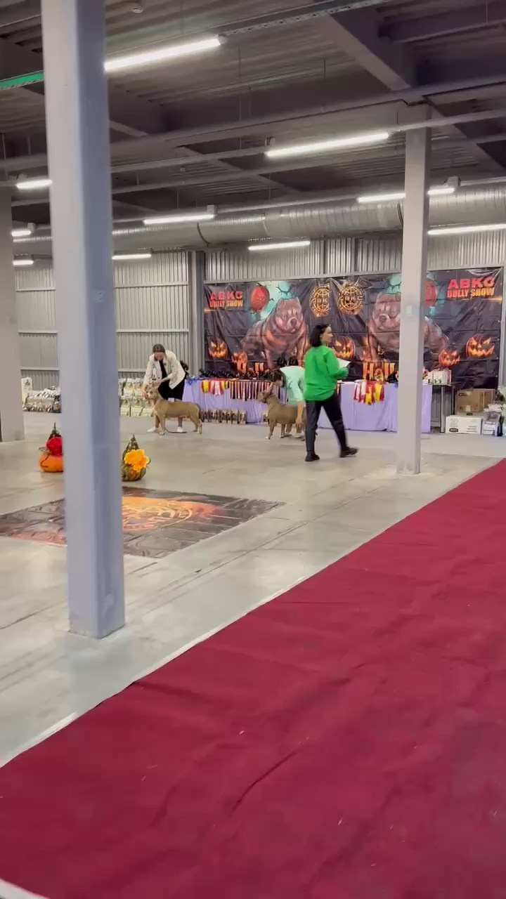 Участие в выставках. Американские булли XL в г. Калининград. Питомник Great Bully UNIVERSE
