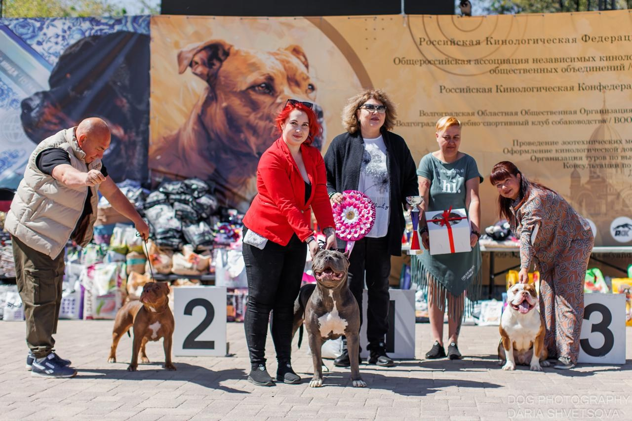 UPB’s Queenie & Zeus. 16.04.24. Американские булли XL в г. Калининград. Питомник Great Bully UNIVERSE