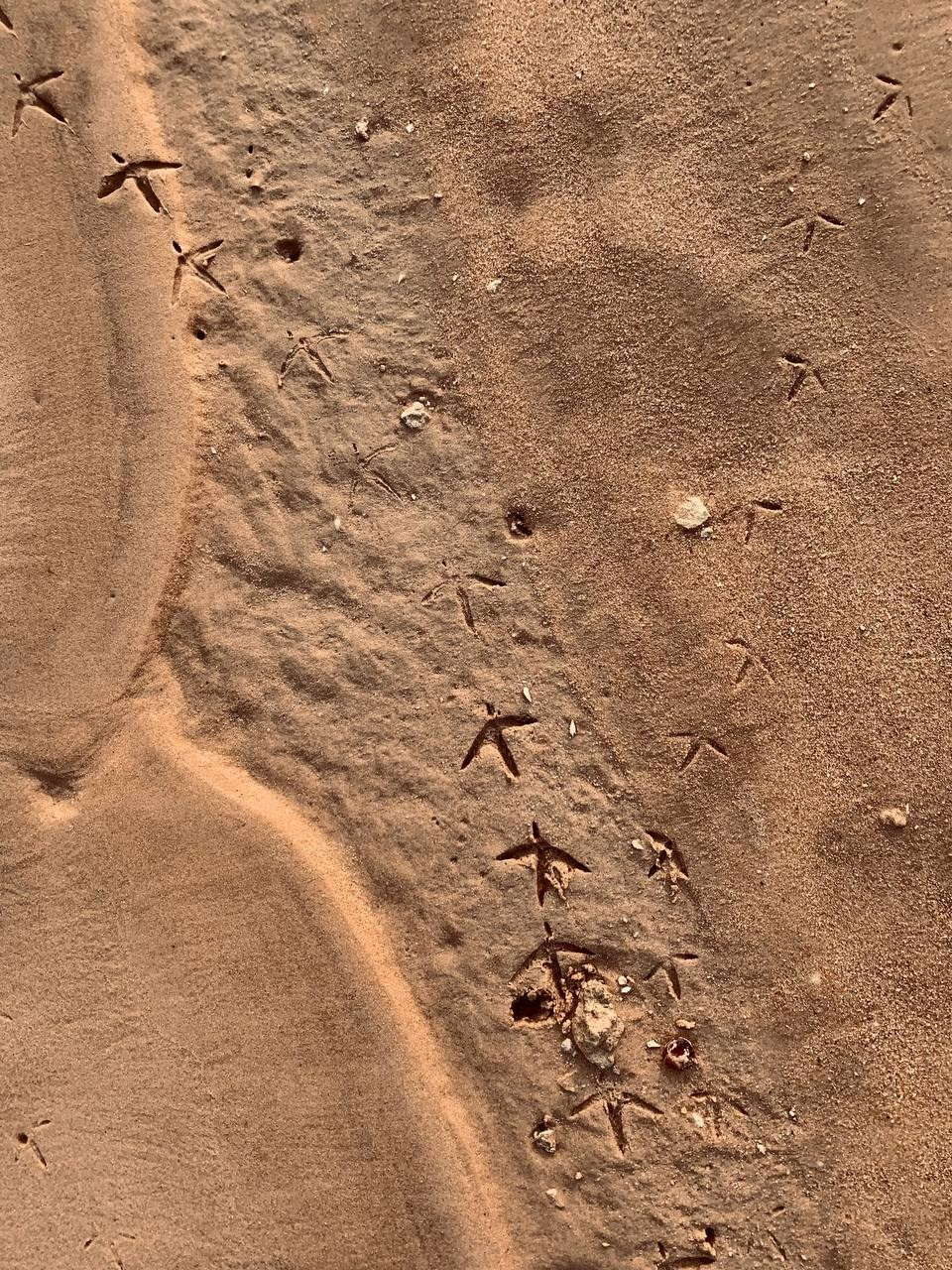 Эль-Джубайль. СА. 2025. Фотограф Михаил Олейник