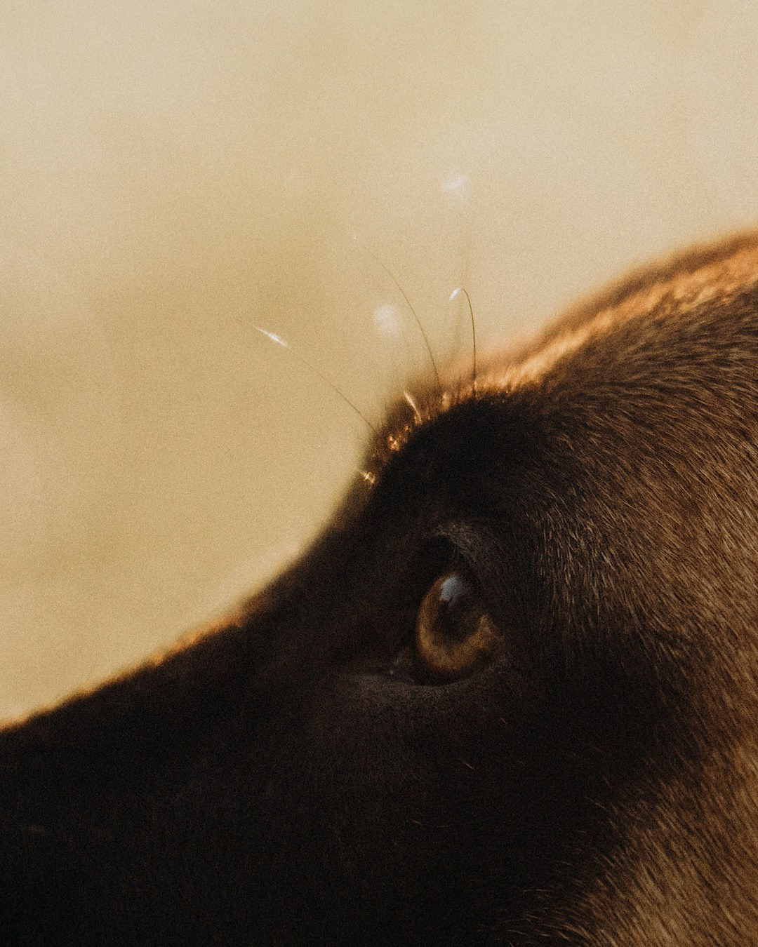 Наталья, Сергей и Уна. Фотограф анималист в Москве и Санкт-Петербурге Свиридова Анна