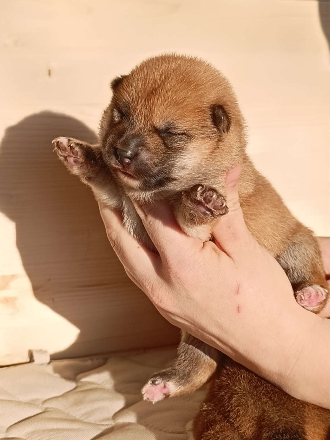 Сиба Rubylight Everest питомник Рубилайт 