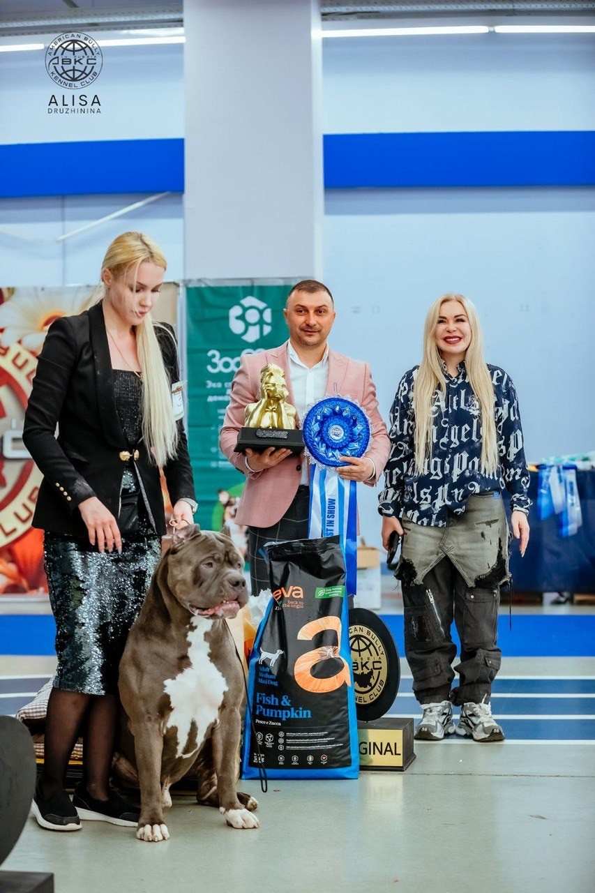 Участие в выставках. Американские булли XL в г. Калининград. Питомник Great Bully UNIVERSE