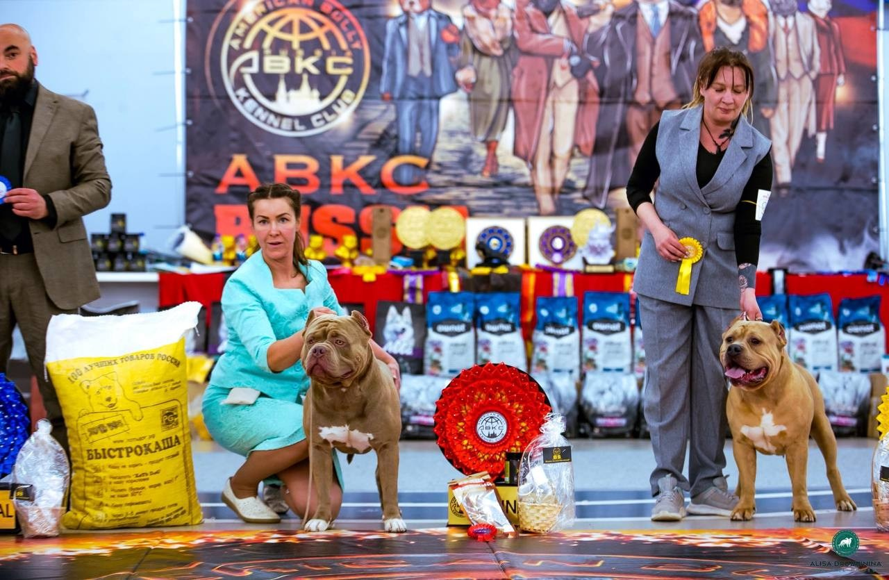 Участие в выставках. Американские булли XL в г. Калининград. Питомник Great Bully UNIVERSE