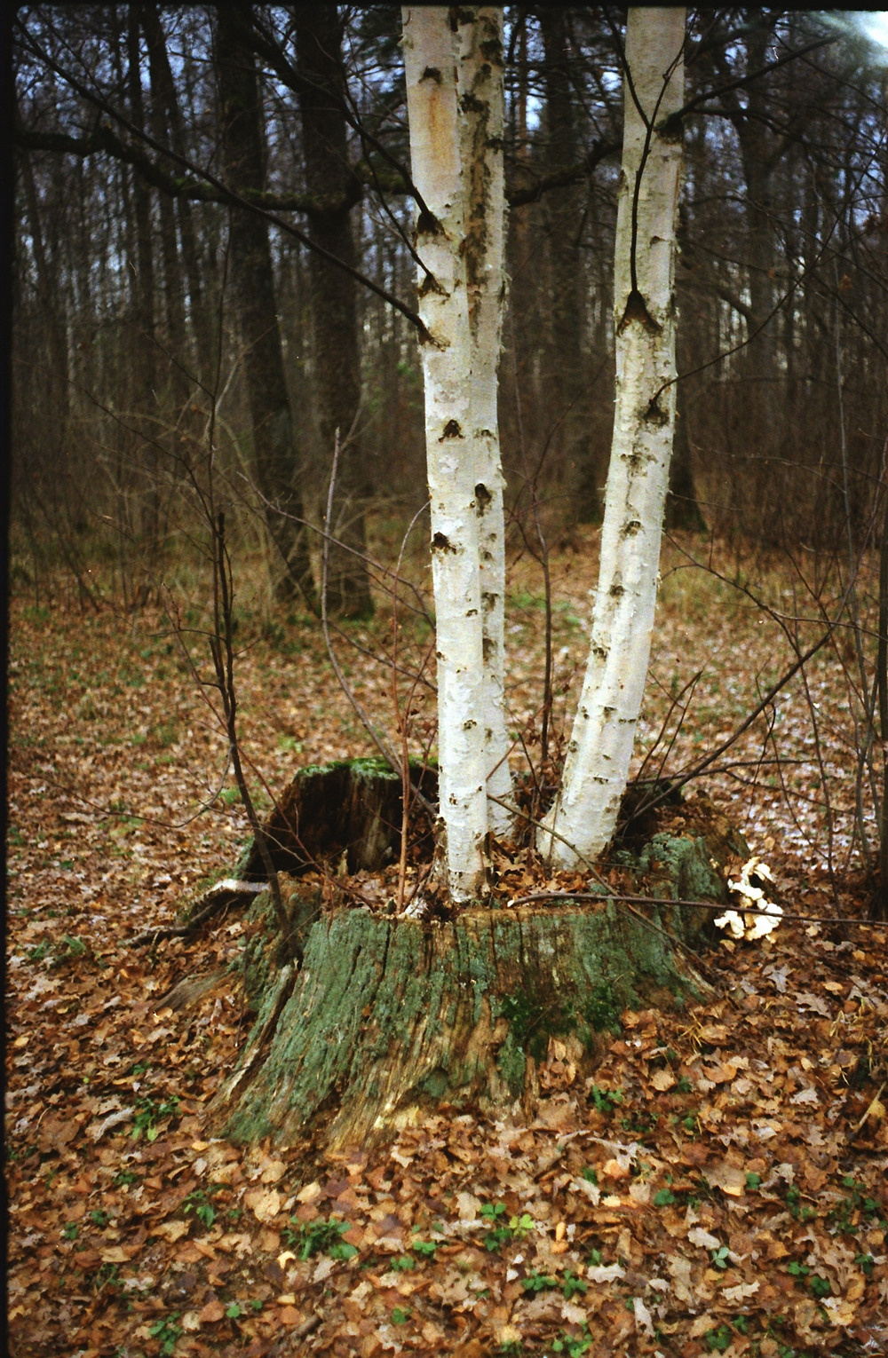 Рутова Наталья. Портреты деревьев. Наталья Рутова