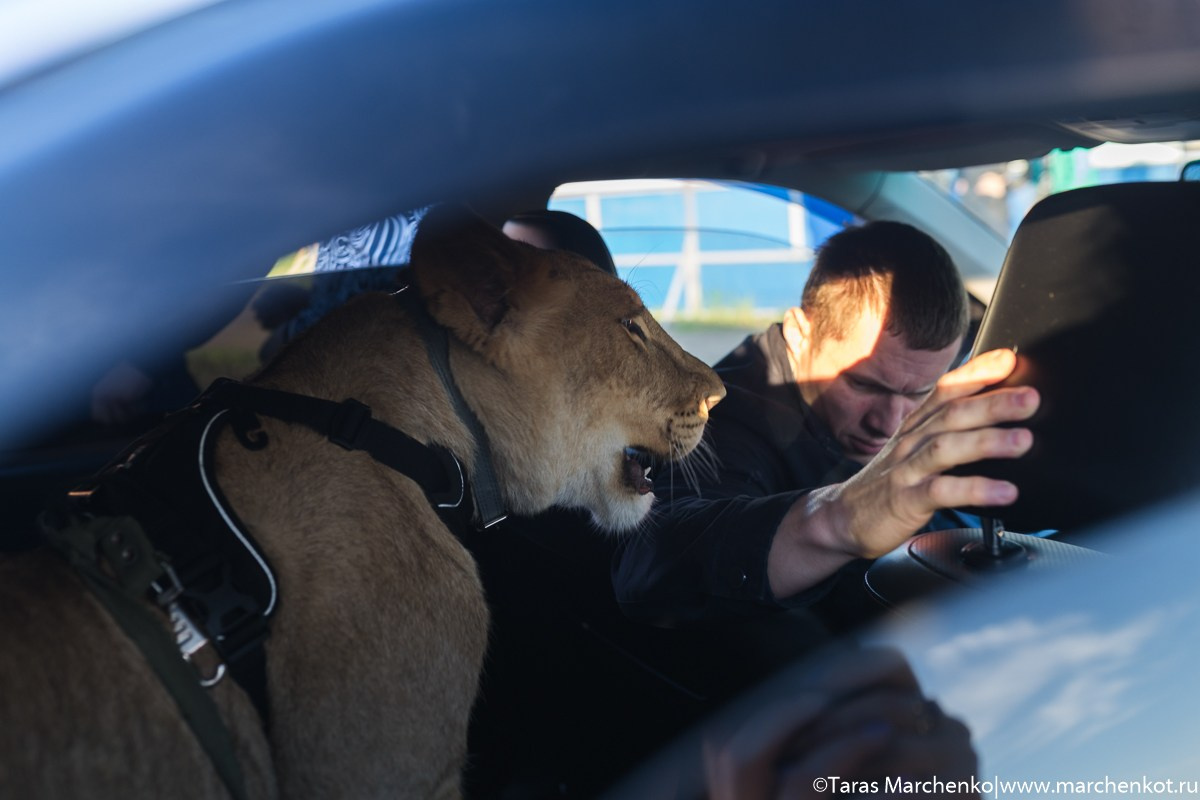 STRELKA. Репортажный и семейный фотограф в Санкт-Петербурге Тарас Марченко