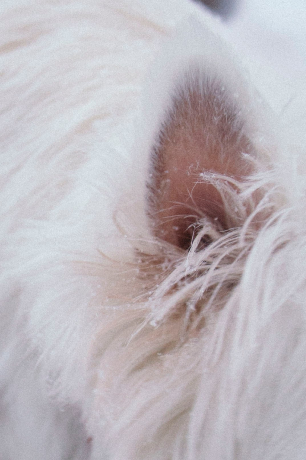 Арина и Обеликс. Фотограф Виктория Куприянова