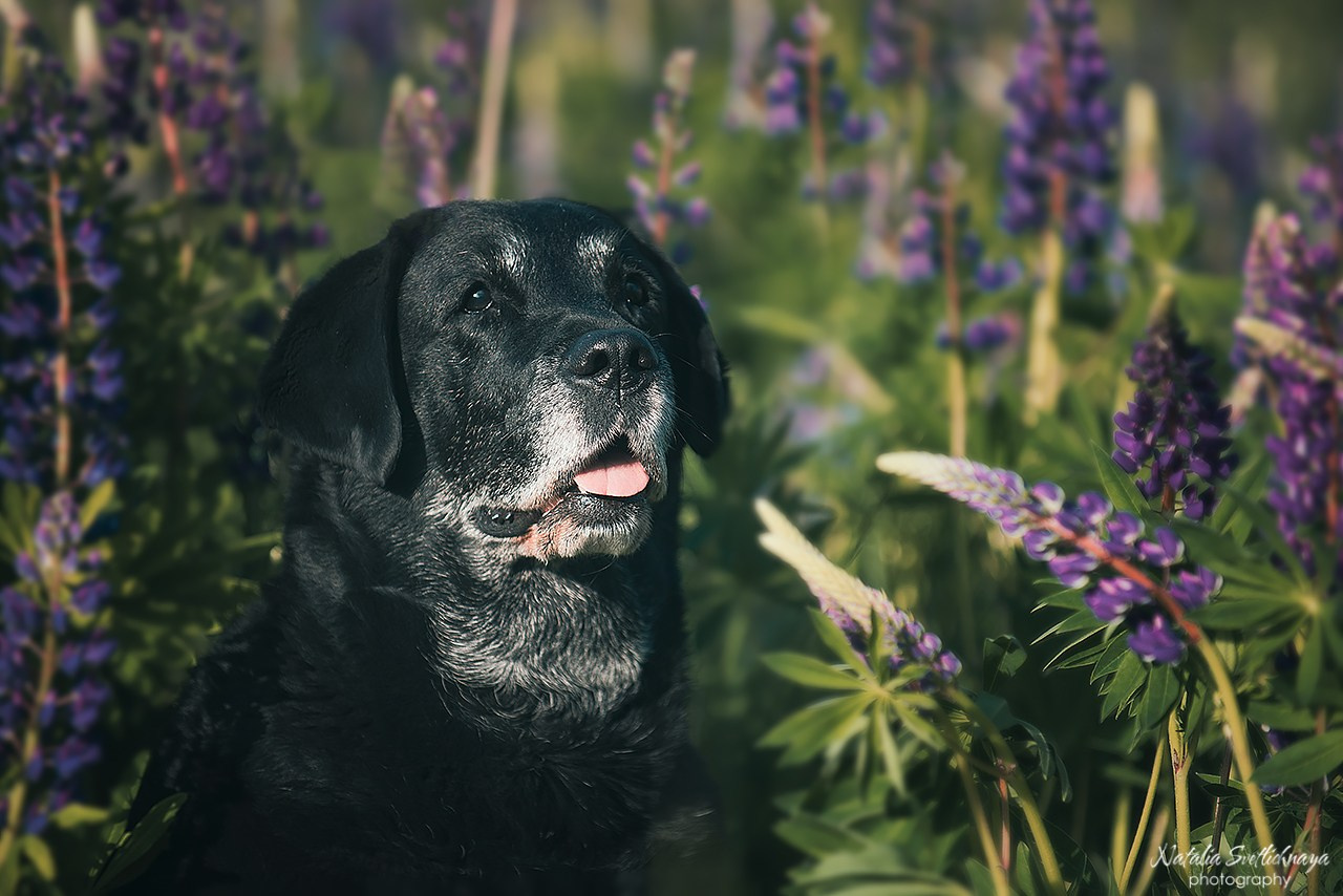 Лабрадоры в люпинах. Фотограф-анималист Наталья Светличная