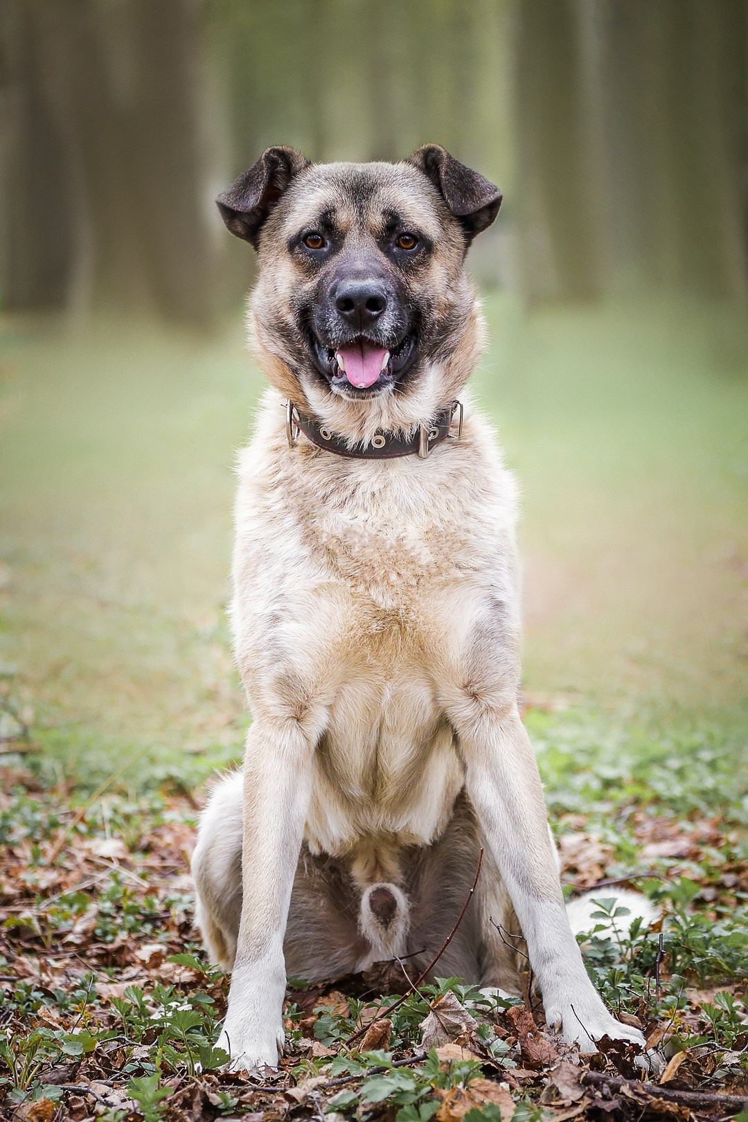 Собаки приюта Келтсские ангелы. Irenephoto.ru