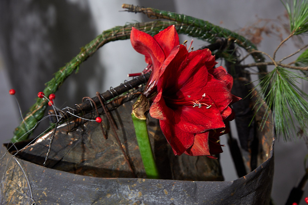 Modern art and floristic art. Maria Poleshchuk, commercial photographer in Sydney