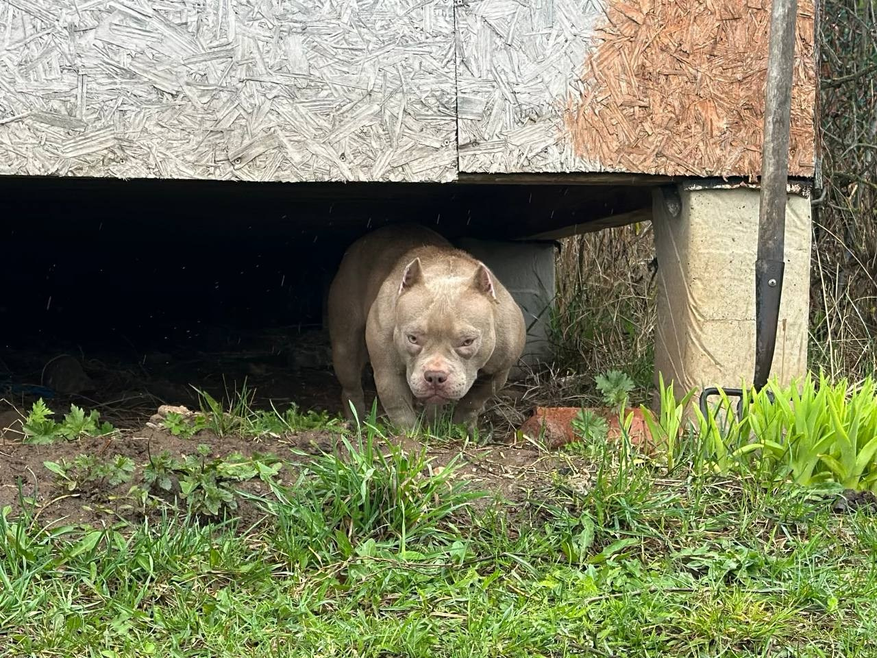 Minie Mouse. Питомник американских булли Bounty Pride Bully