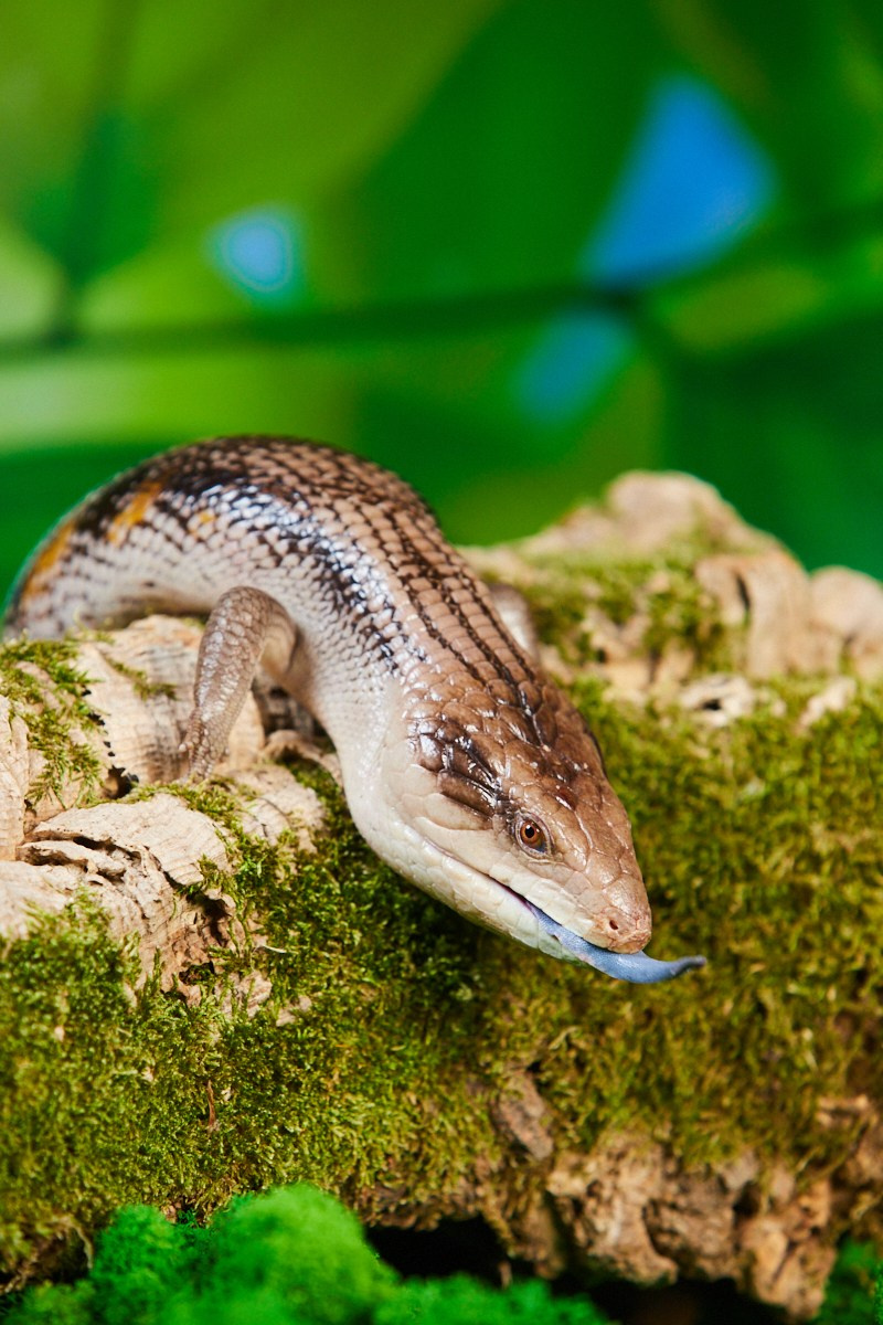 Съёмка животных — сцинк среди растений.