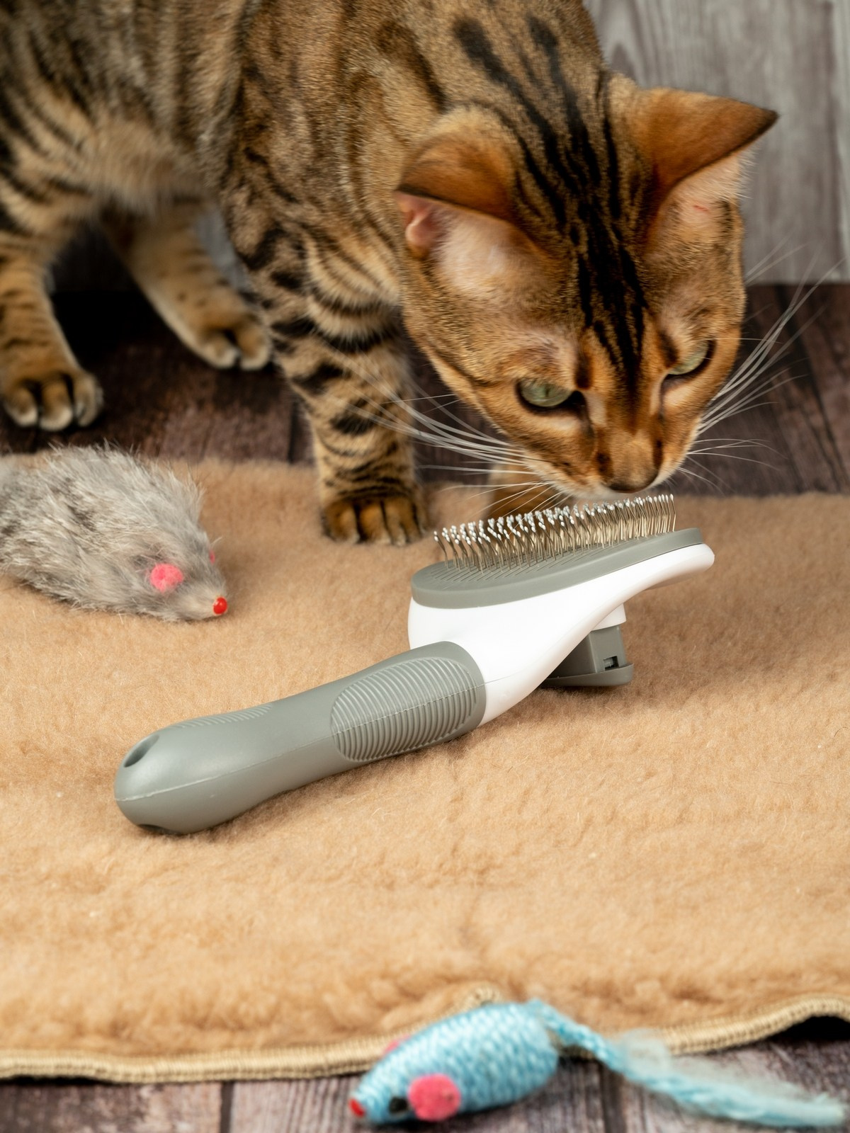 Съемки с животными. КЕД Студия-контент агентство полного цикла СПБ. Создаём фото, видео и контент, который помогает брендам и селлерам продавать больше