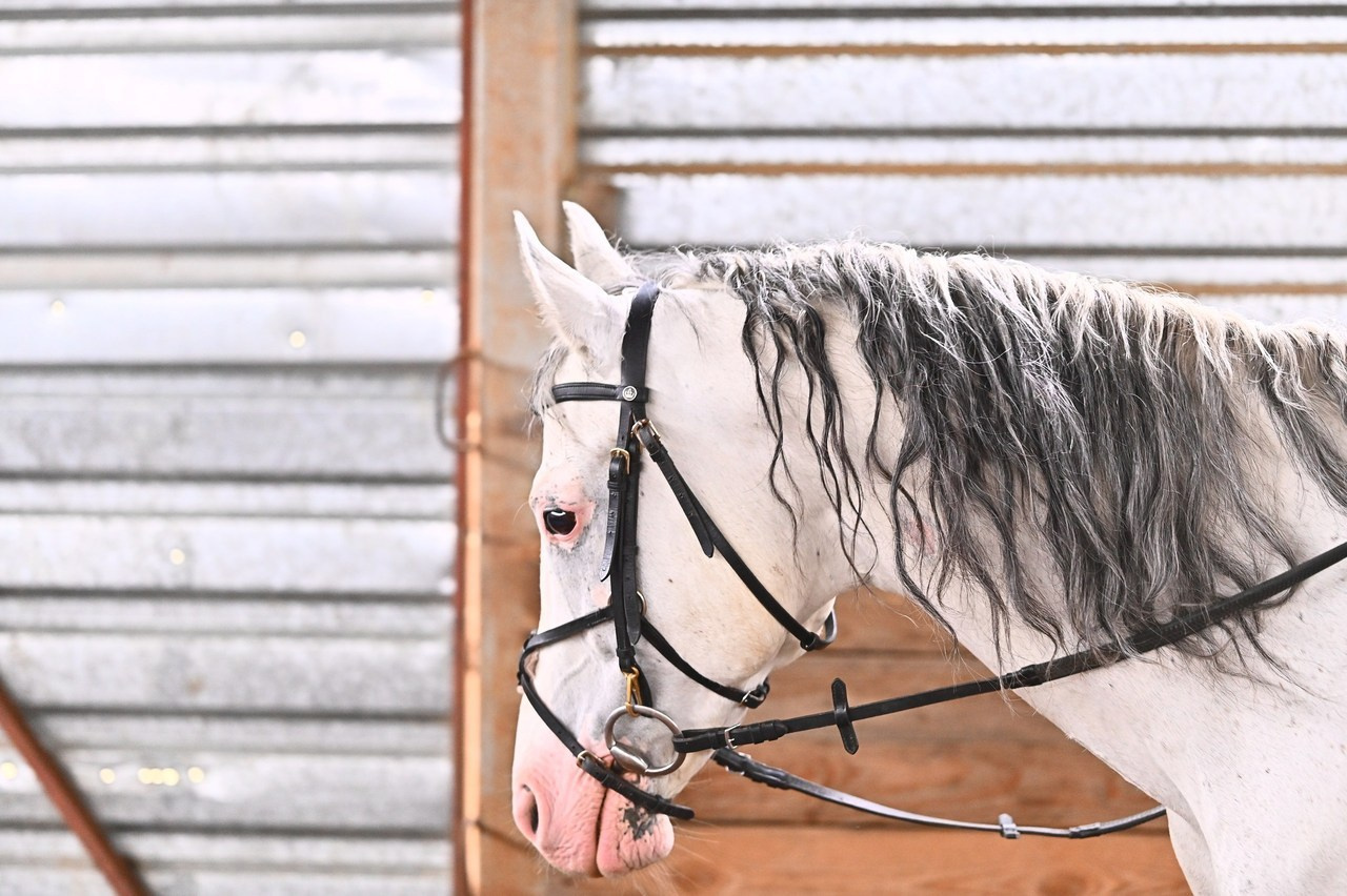 Отзывы. ТУРНИРНАЯ КОННАЯ ФОТОГРАФИЯ, Руднева Ольга и Евгений Адеев