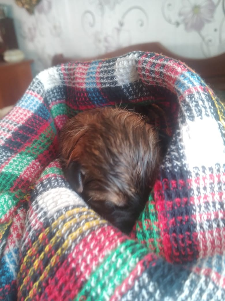 сиба питомник Рубилайт щенки на продажу rubylight  сиба щенки купить СПб Санкт-Петербург 