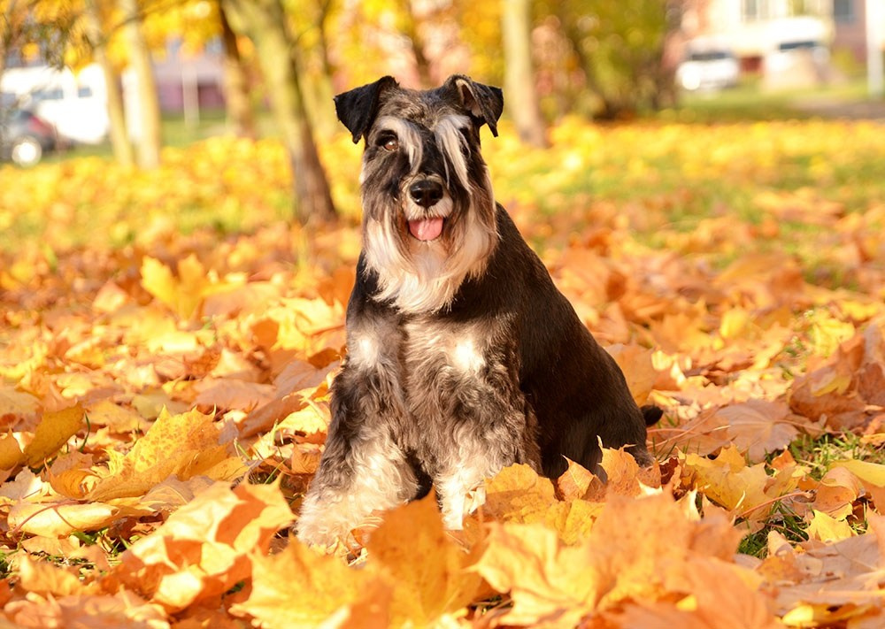 Питомник Делинсо Бэлэнс, щенки цвергшнауцера, купить щенка цвергшнауцера, питомник цвергшнауцеров, кобель цвергшнауцера для вязки, щенок цвергшнауцера, питомник цвергшнауцеров, черный с серебром, цверг, лучший питомник в беларуси, питомник цвергшнауцеров минск
