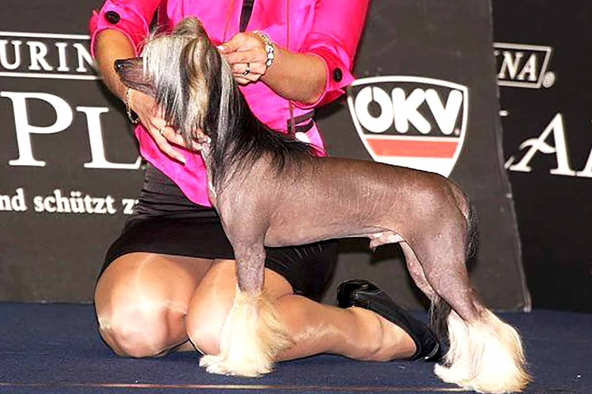 Нерону (Zlato Dinastii Neron) — 14 лет. Поздравляем тебя, наш знаменитый папа!. Питомник китайских хохлатых собак Poale Ell: купить щенка