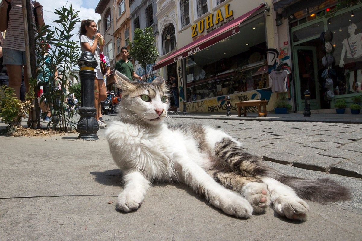 Стамбул, Турция, 2014. Фотограф Василий Буланов