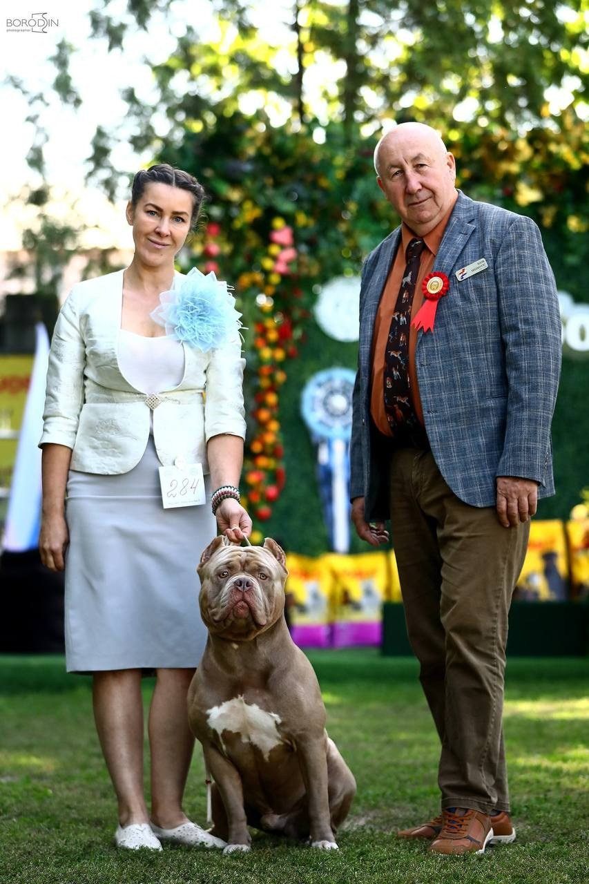 Участие в выставках. Американские булли XL в г. Калининград. Питомник Great Bully UNIVERSE