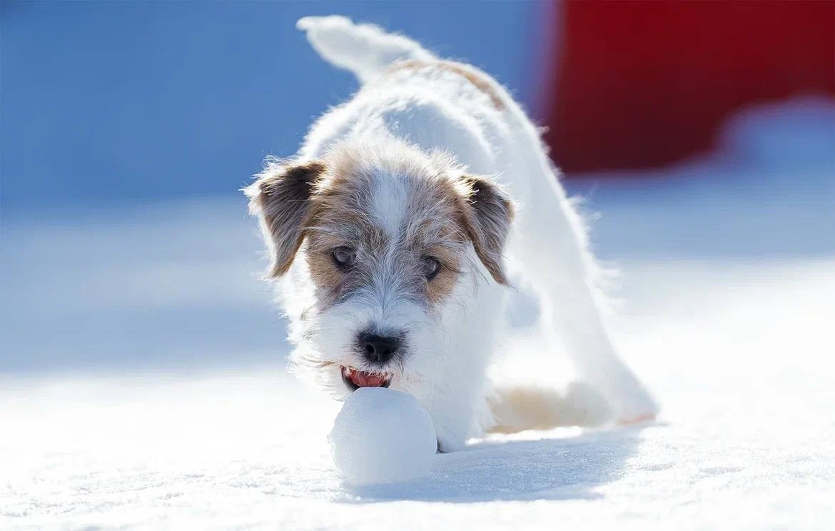 Сука 1. Lovely Orange kennel Jack Russell Terrier FCI/RKF