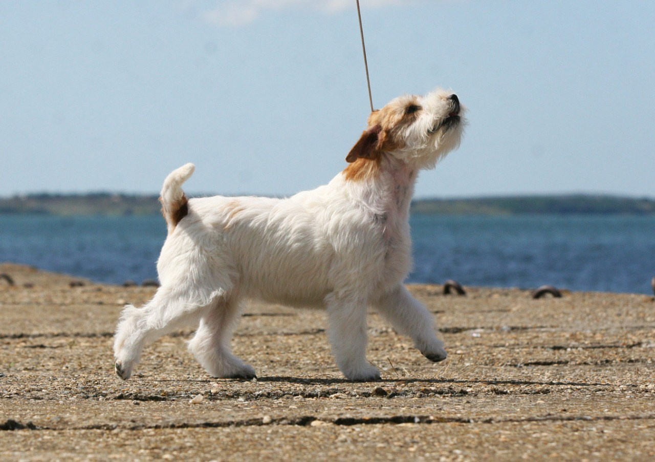 Lovely-Orange Colambina. Lovely-Orange питомник джек рассел терьеров