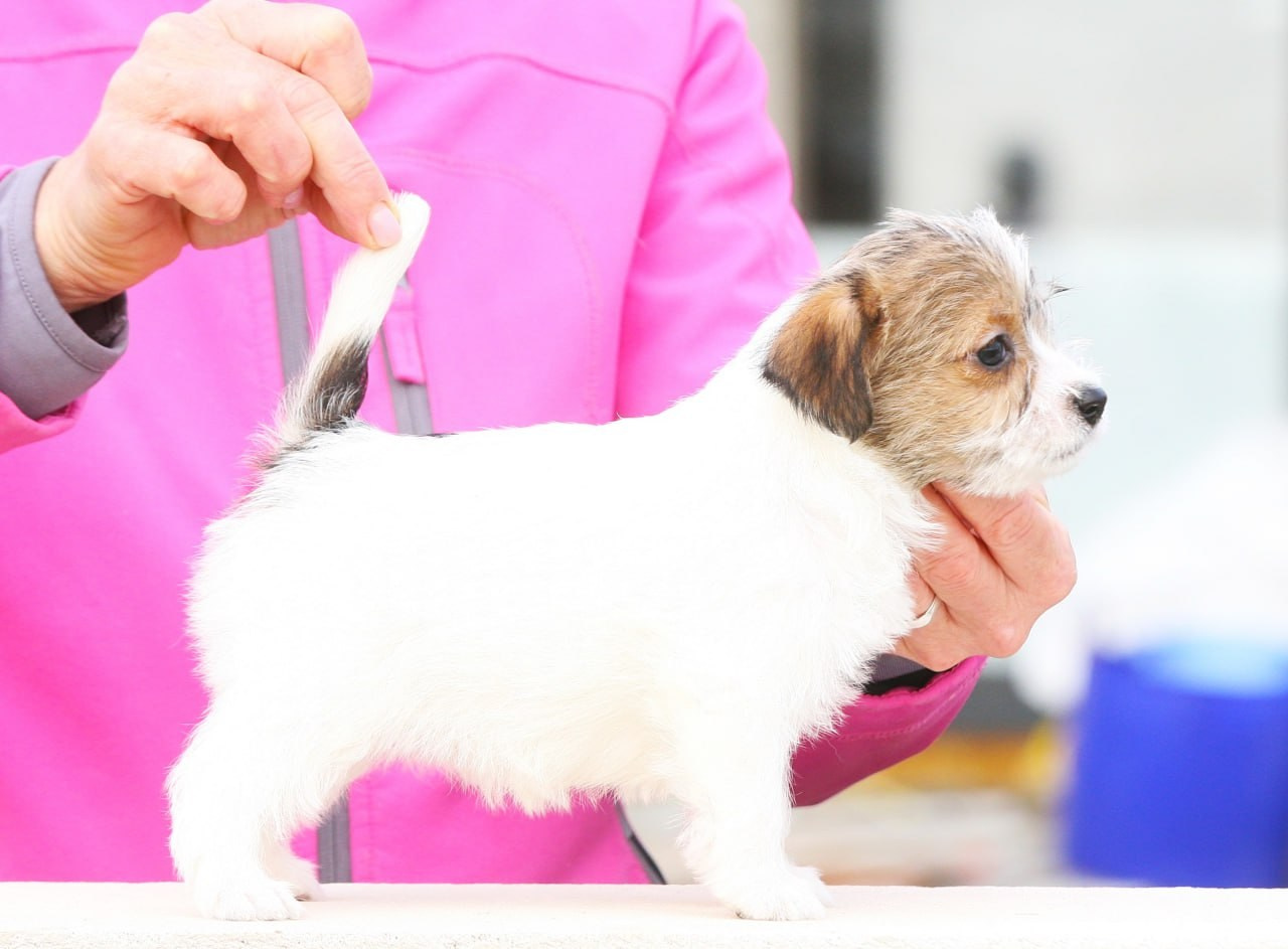 Сука 2. Lovely Orange kennel Jack Russell Terrier FCI/RKF