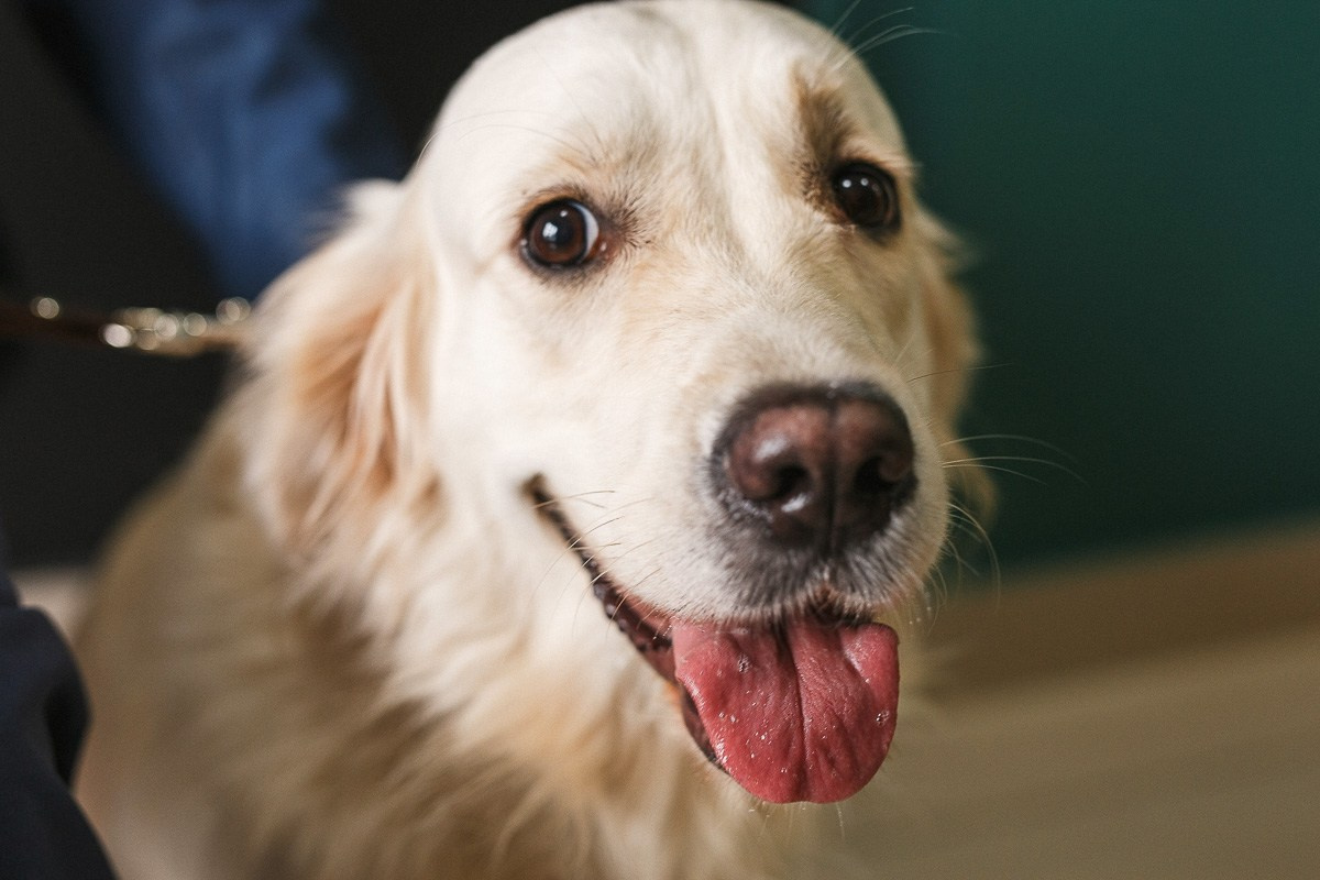 СЕМЬЯ. АЛЕКСАНДР ФОКС