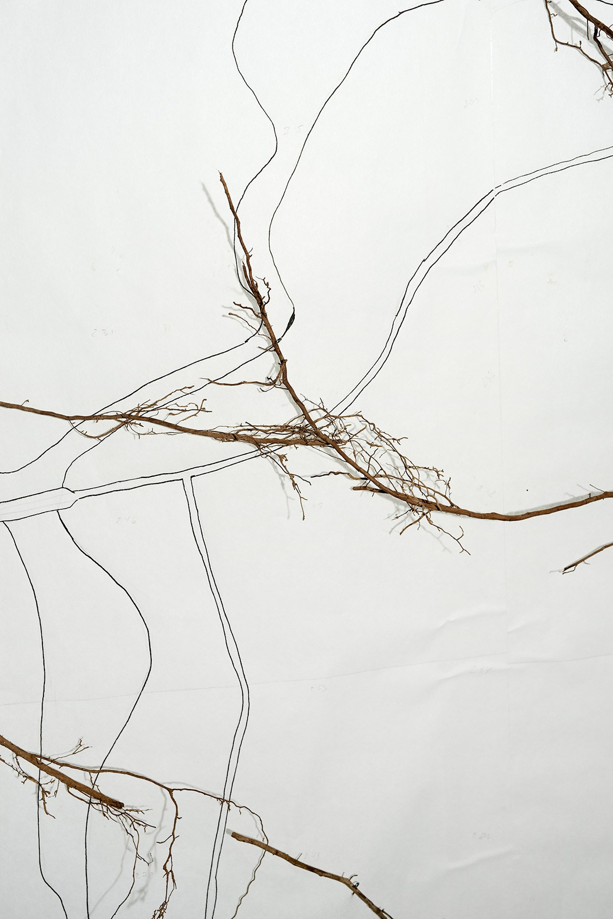 Надя Спетницкая — Межкорневое общение