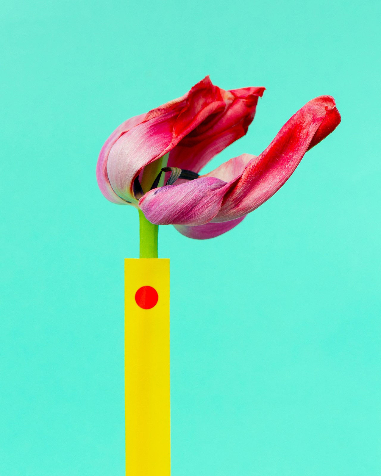 Условная ботаника. Фотографии Саши Любина