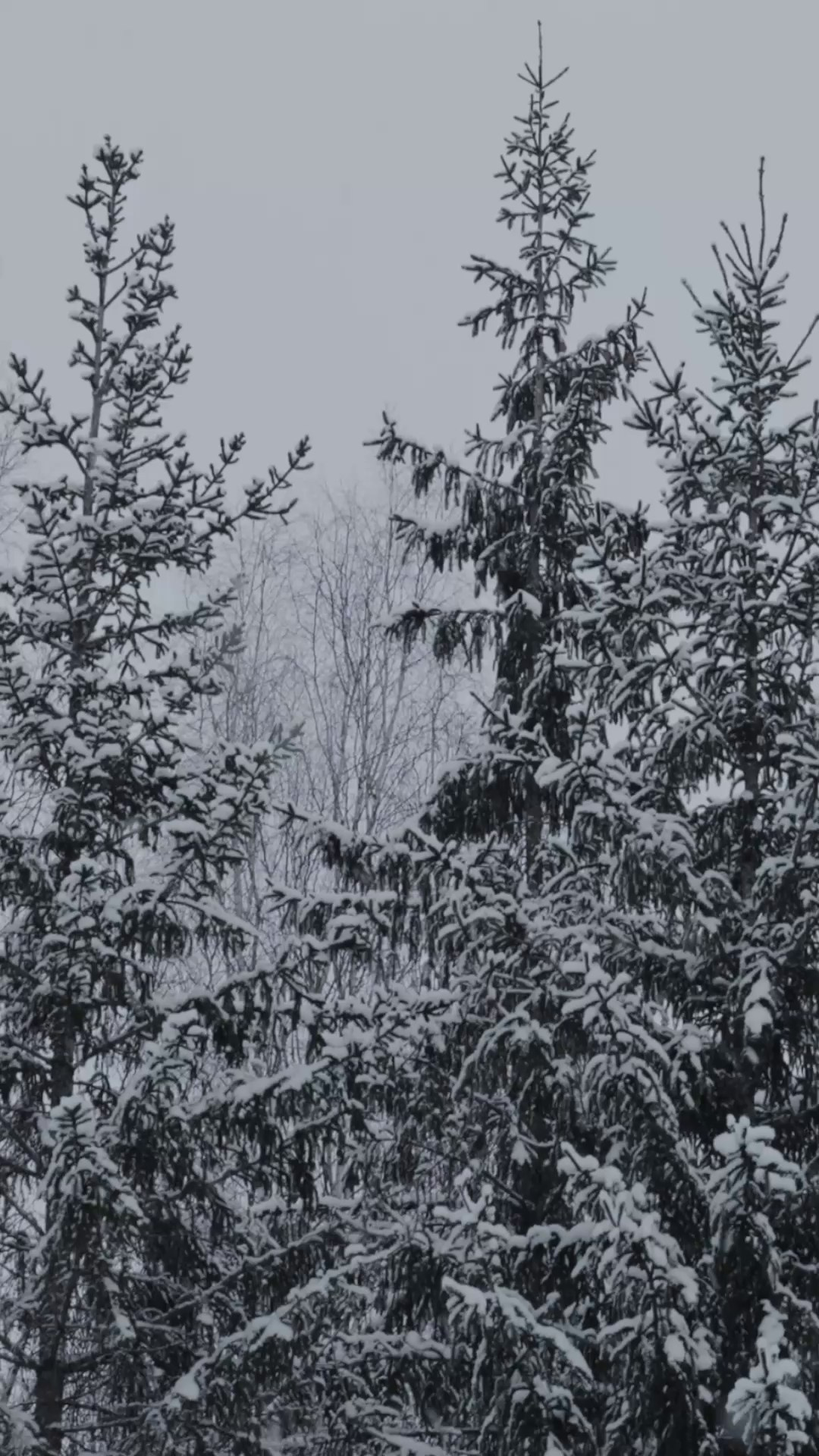 Любимкинс. Свадебный Фотограф Минск || Фото и Видеосъёмка Минск || Другие города