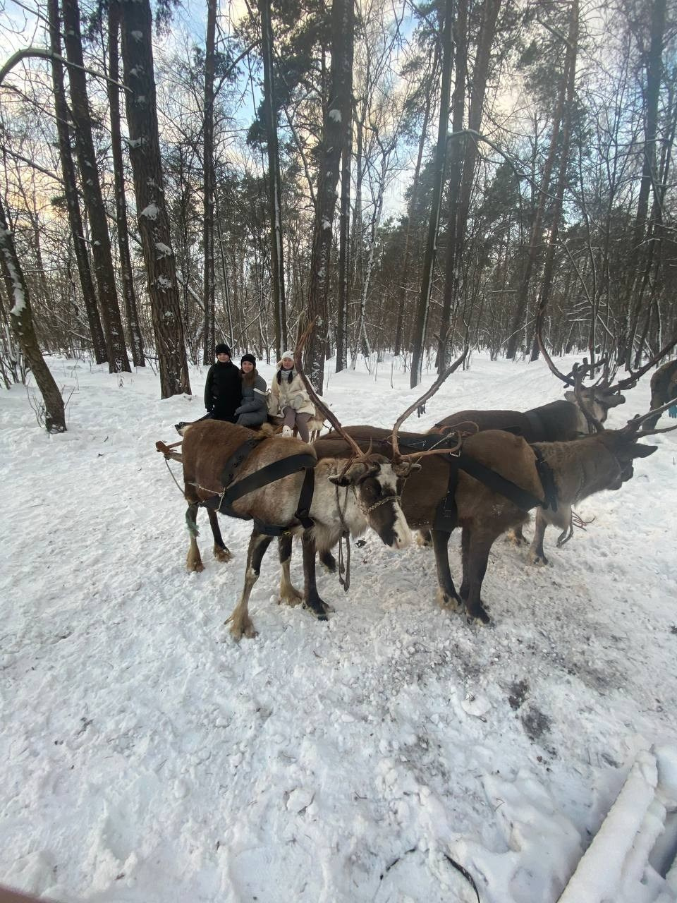 В гости к северным оленям | 02.12.2023. Галерея Фантим