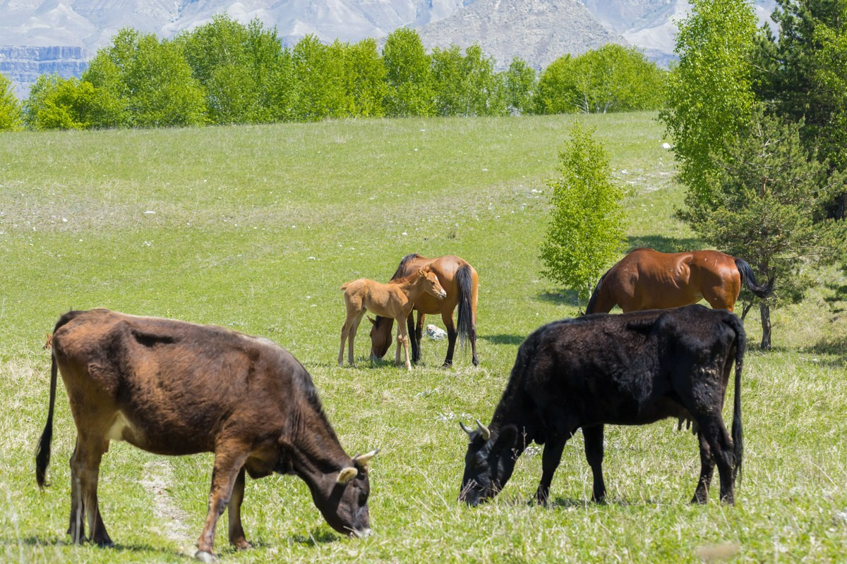 Животные. Photomantis