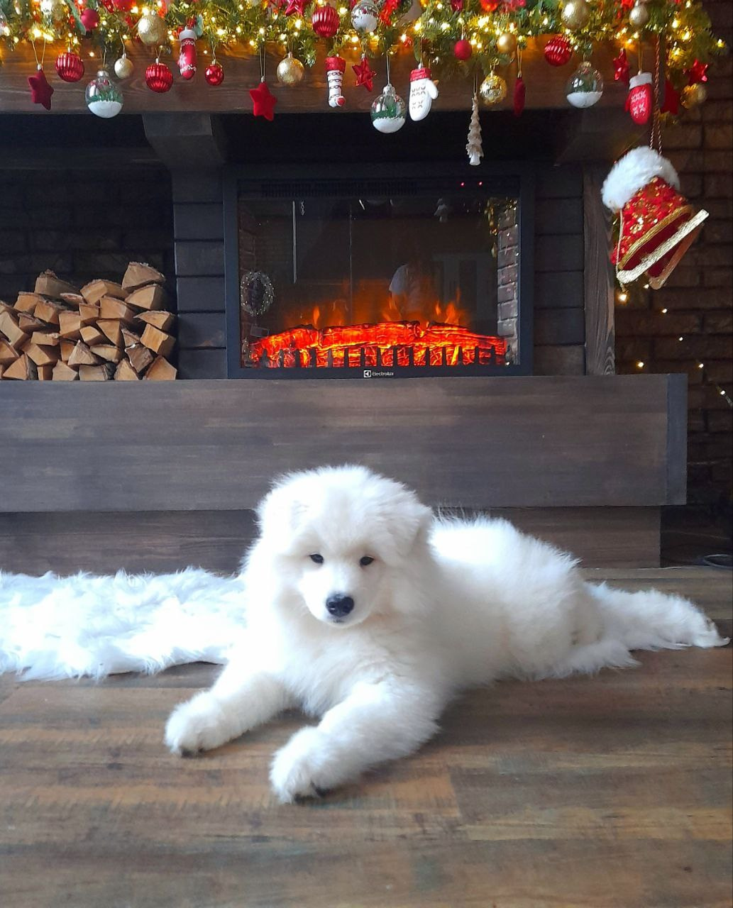 Помет «Р» 04.10.2023 д. р. Самоед Новосибирск