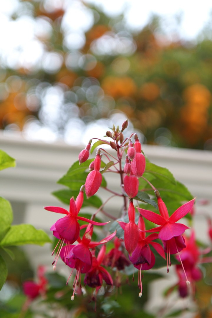 Италия. Сорренто 2011. Улица, люди, жизнь…