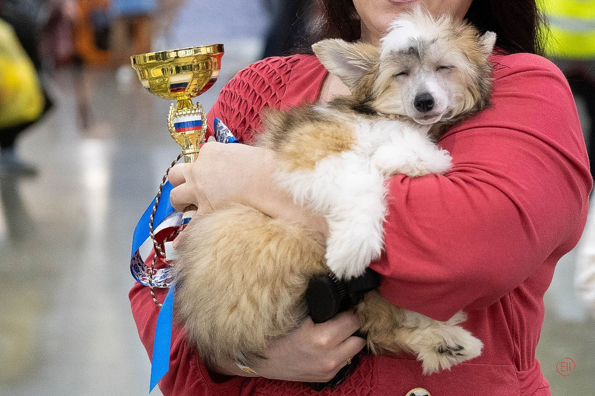 Poale Ell Chen. Chinese Crested Dog Kennel Poale Ell