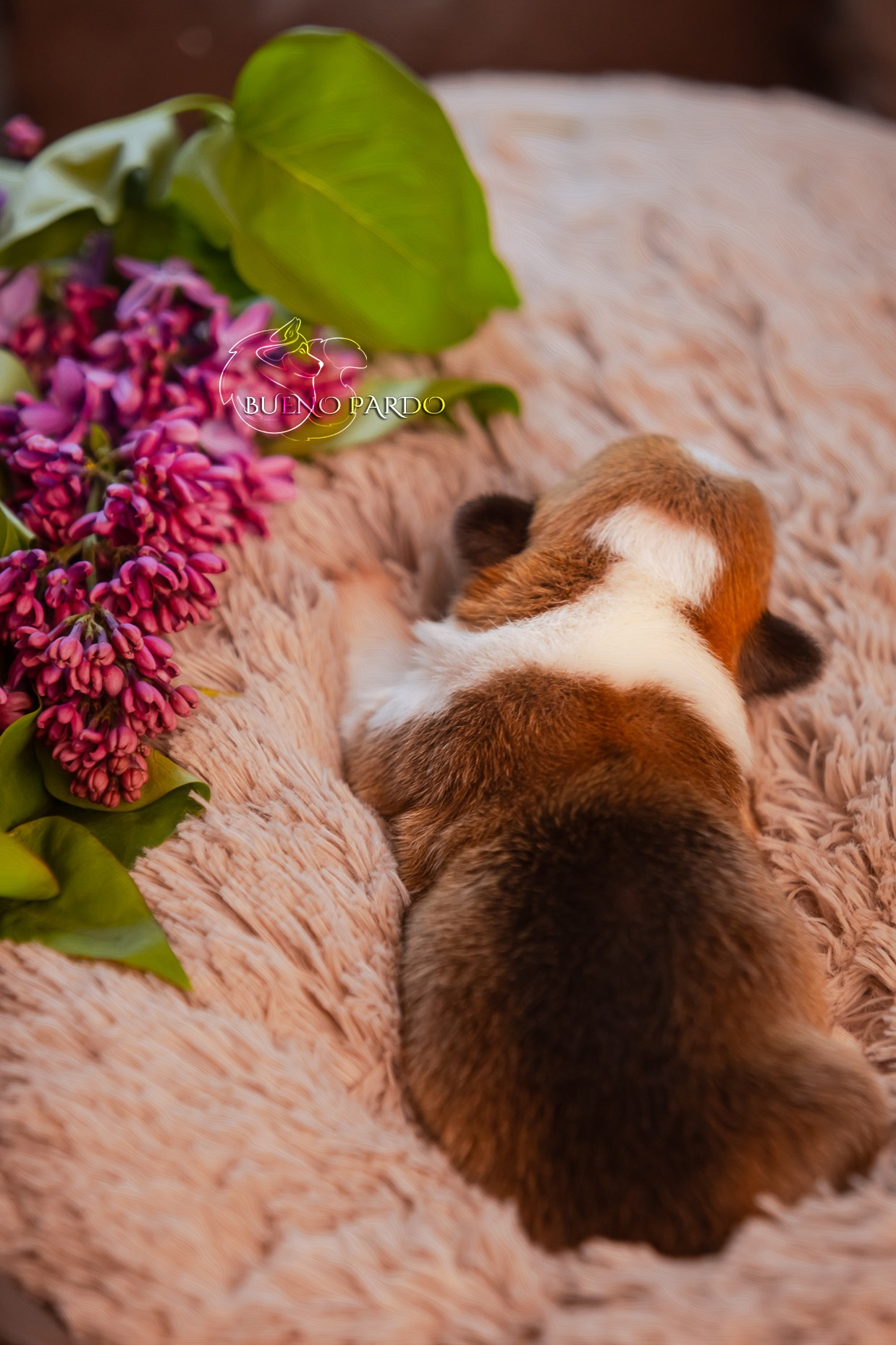 Щенки вельш корги пемброк из питомника. Питомник собак Акита, Хаски, Корги