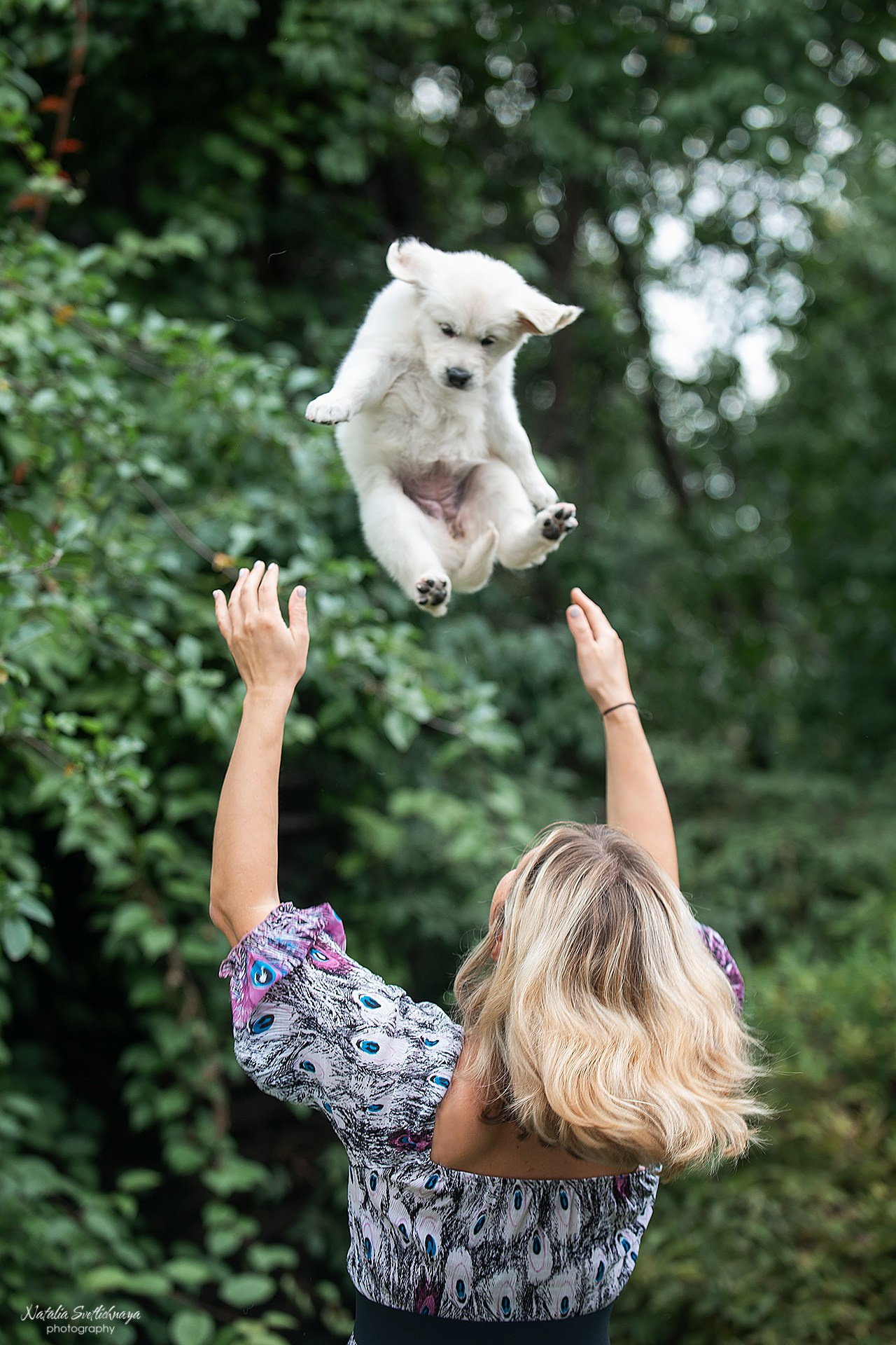Голден ретривер (щенки). Фотограф-анималист Наталья Светличная