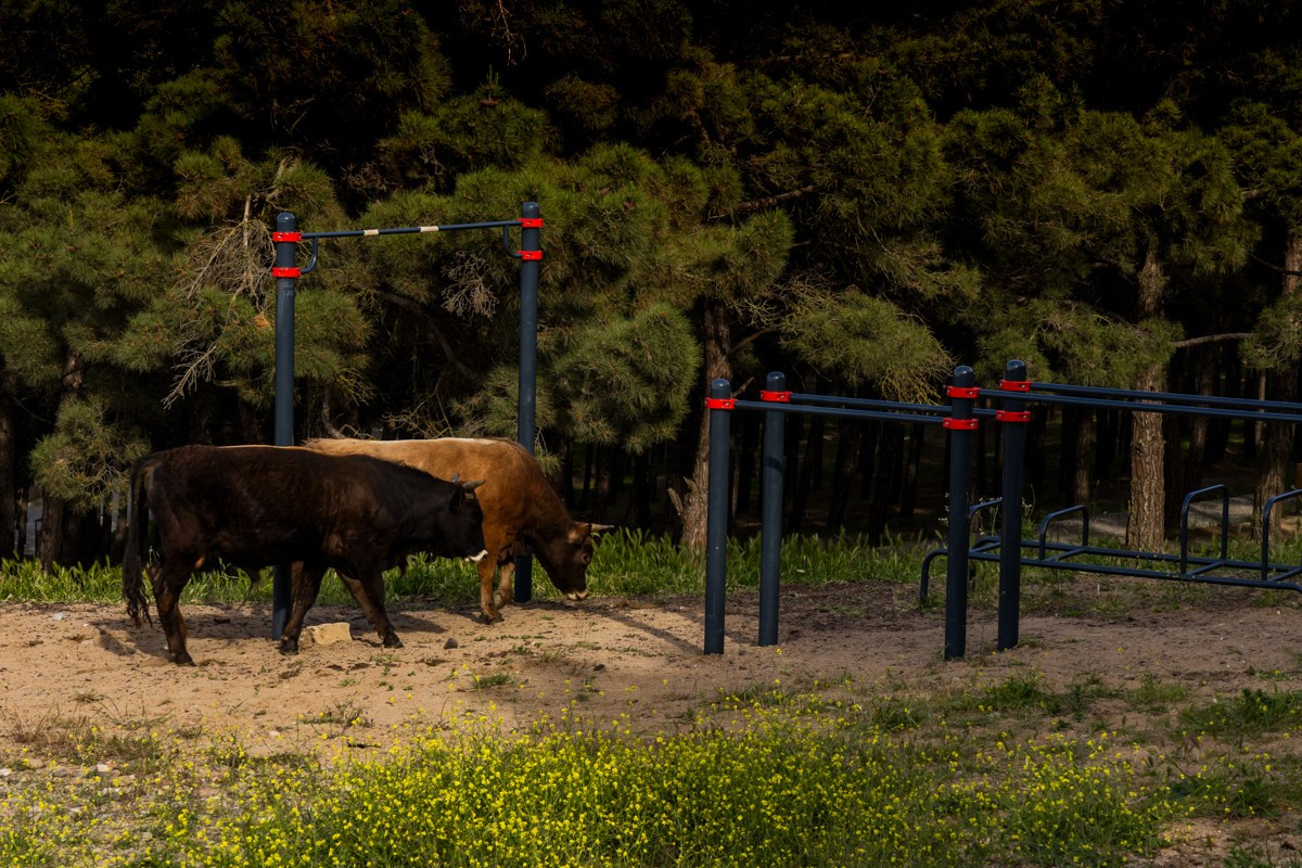 Животные. Photomantis