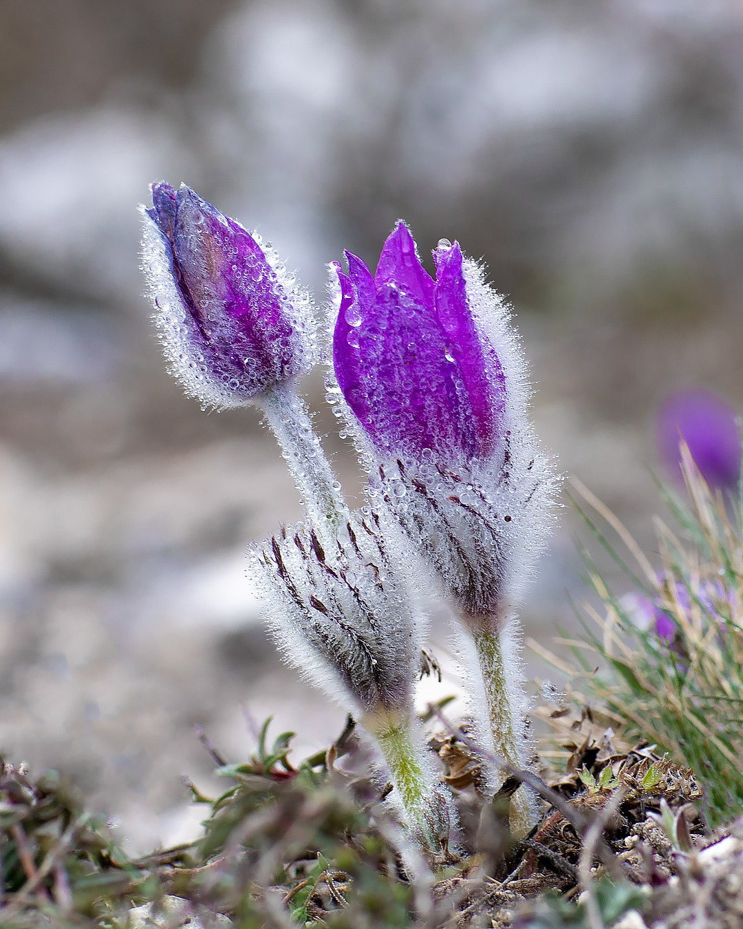Сон —трава. Фотограф Севастополь/Крым Светлана Евтушенко