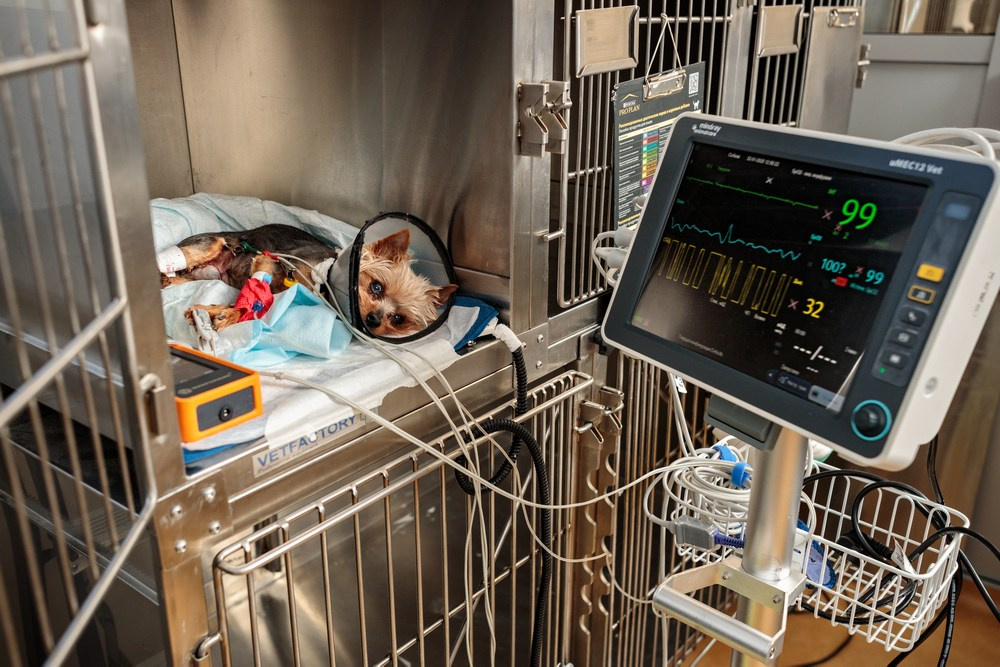 Бизнес фотосессия для ветеринарной клиники Казань. Промышленный фотограф | Фото для бизнеса | Казань и РФ