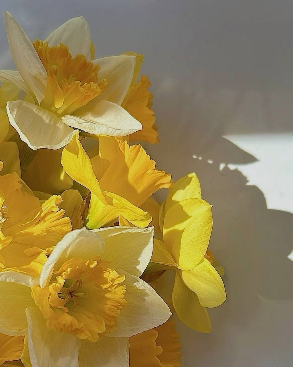 Тюльпаны. Фотограф НатаФото (Наталья Яковенко) Дмитров Москва Питер