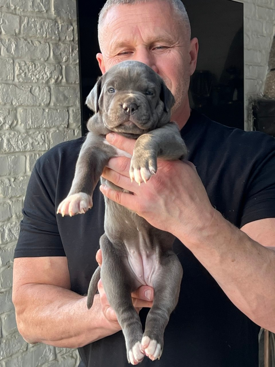 Детские. Американские булли XL в г. Калининград. Питомник Great Bully UNIVERSE