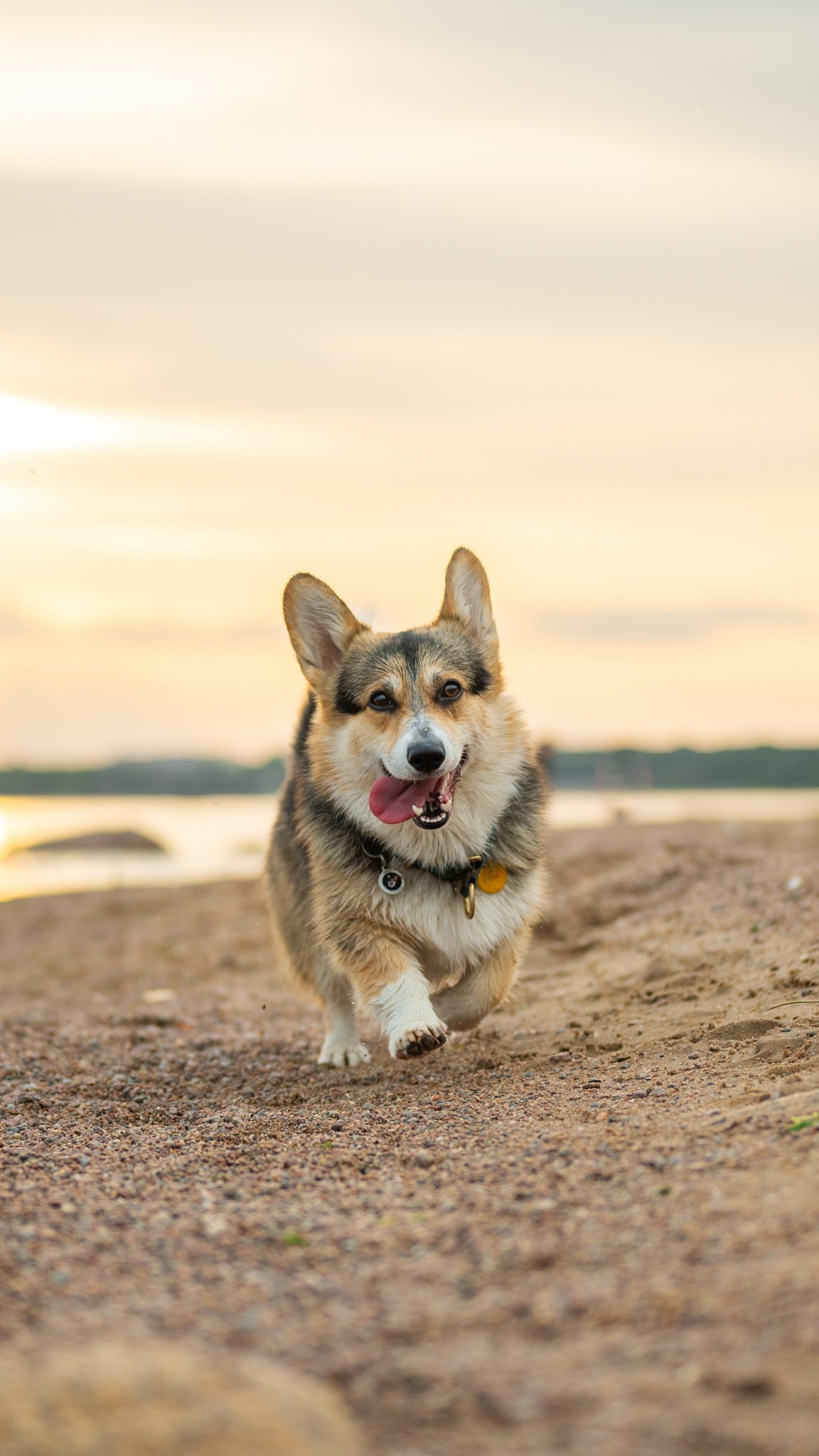 Вы и ваши питомцы. Фотограф в Санкт-Петербурге Александра Ладыгина