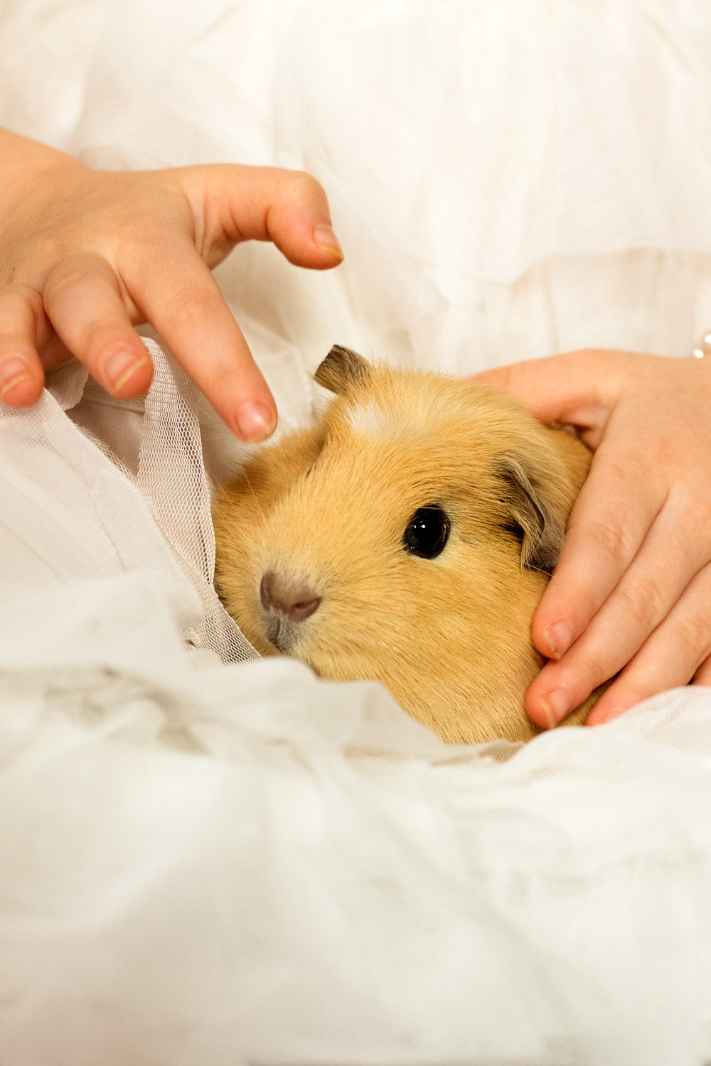 Animal love. Family, Children and Business photographer in Belgium