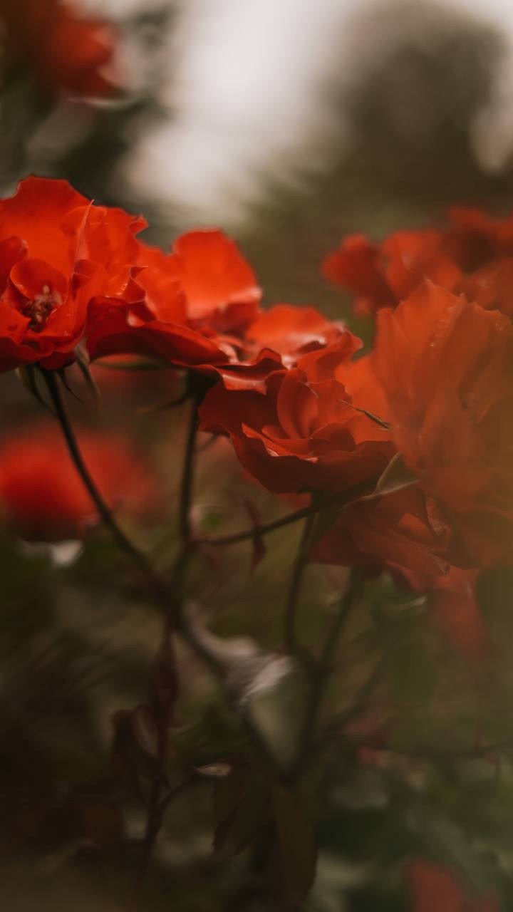 Прогулка по осеннему Петербургу