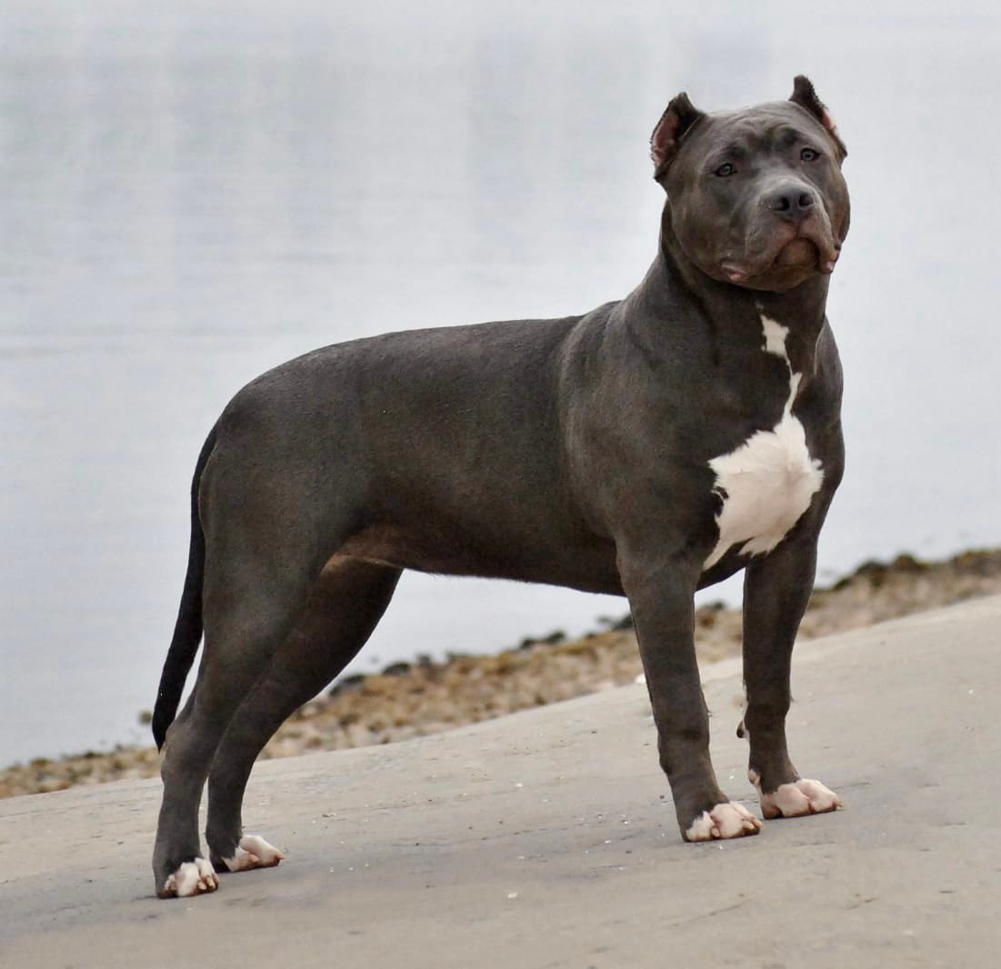 UPB’s Queenie & Zeus. 16.04.24. Американские булли XL в г. Калининград. Питомник Great Bully UNIVERSE