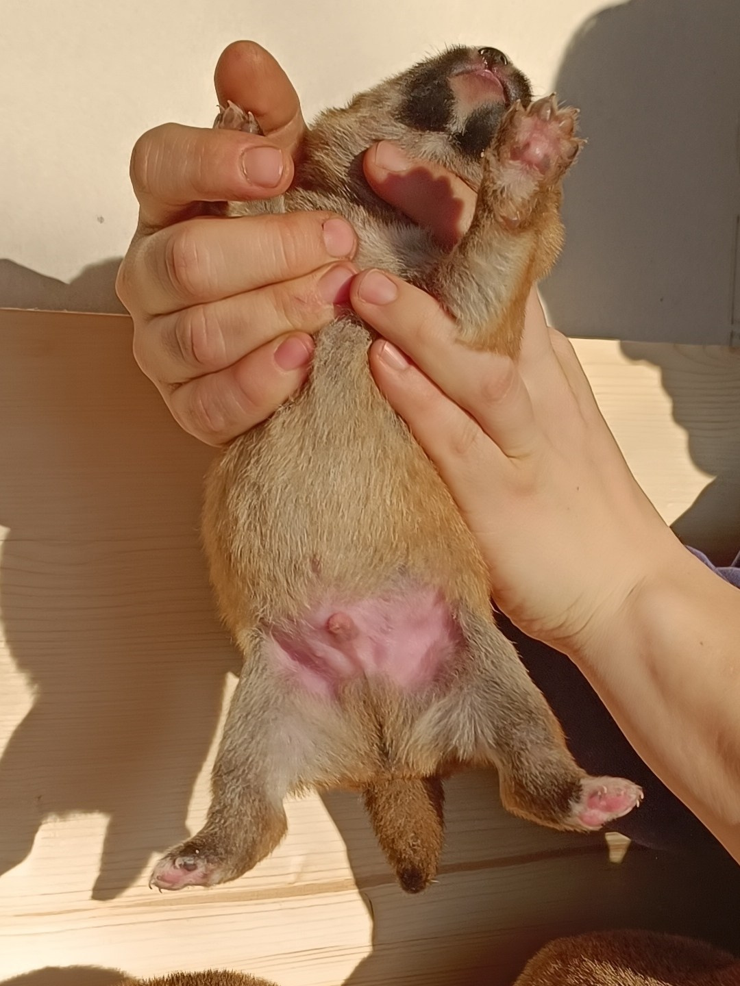 Сиба Rubylight Everest питомник Рубилайт 